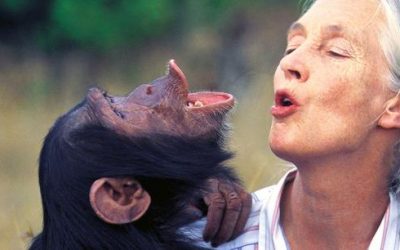 85 éves Jane Goodall, a környezetvédelem királynője
